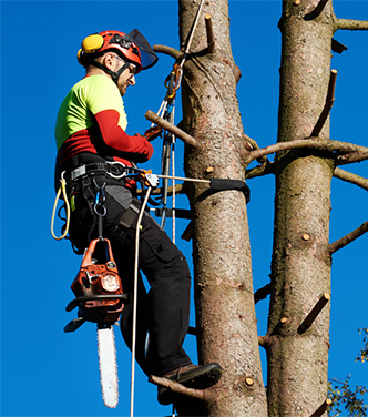 curatare-arbori-cu-alpinisti